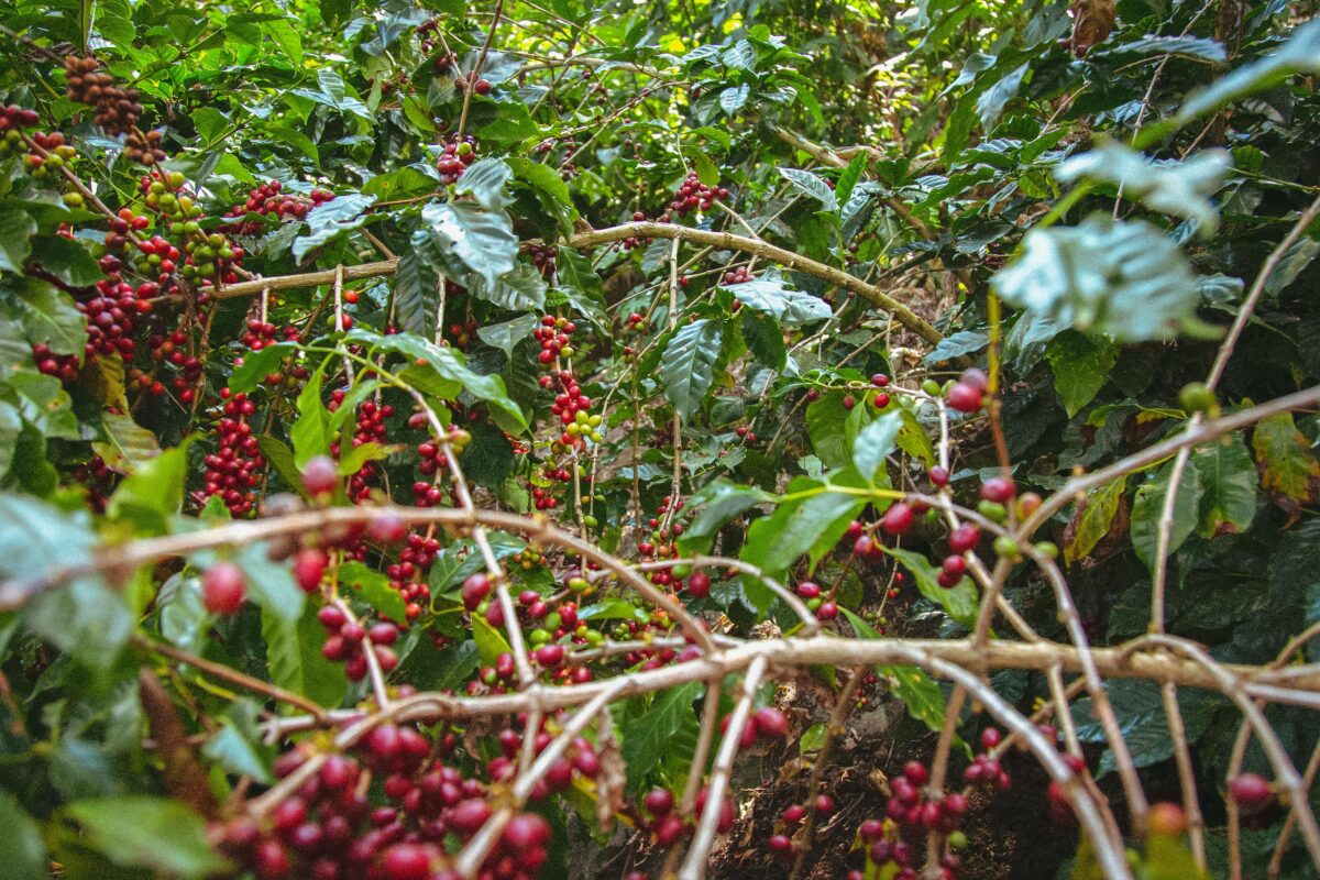 コーヒー生豆生産地ガテマラ