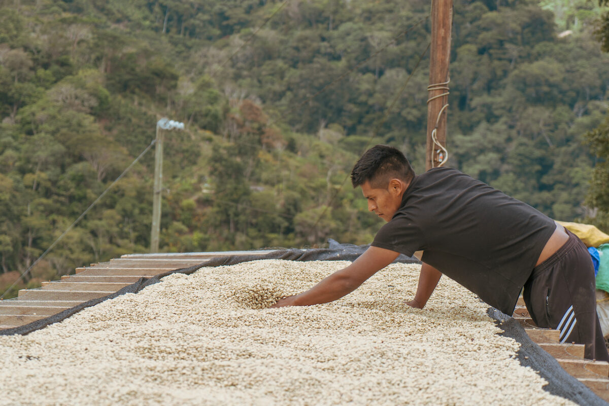 ボリビアのコーヒー農園Joelito