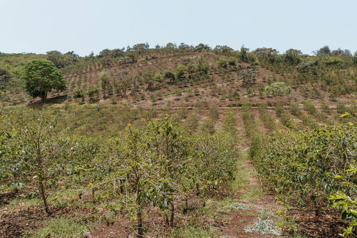 コーヒー生豆農園Acacia Hills