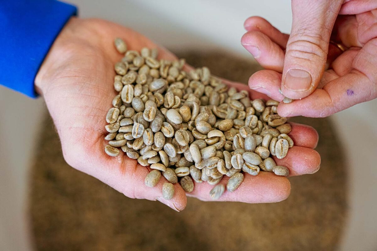 Checking green coffee beans at specialty coffee roastery HORIZONTE COFFEE ROASTERS in Leysin, Switzerland