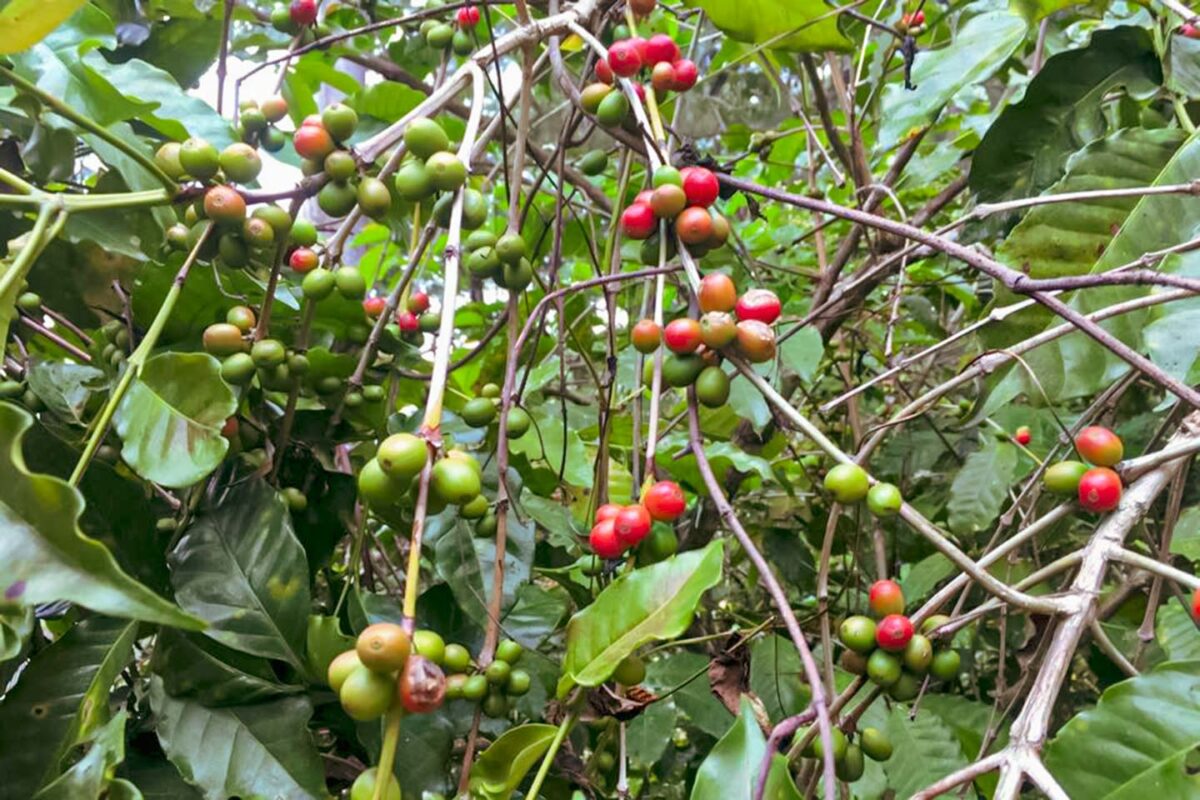 東ティモールのコーヒー農園、コーヒー生産の様子