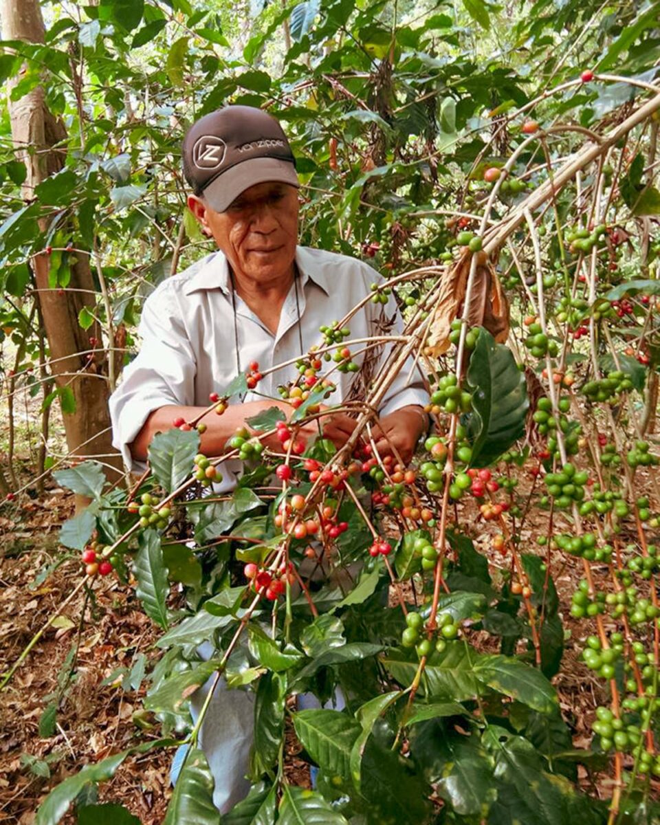 東ティモールのTimor Globalでスペシャルティコーヒーのコーヒーチェリーを収穫