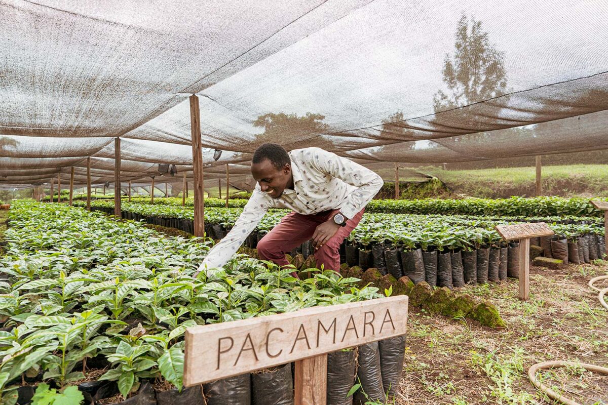 タンザニア・アカシアヒルズのジョービンがスペシャルティコーヒーを栽培