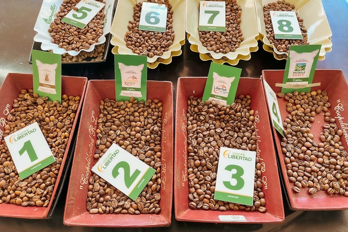 コスタリカでスペシャルティコーヒーを生産するCoopelibertadの生豆01