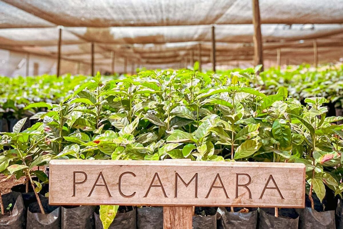 スペシャルティコーヒーを栽培するタンザニア・アカシアヒルズのパカマラ