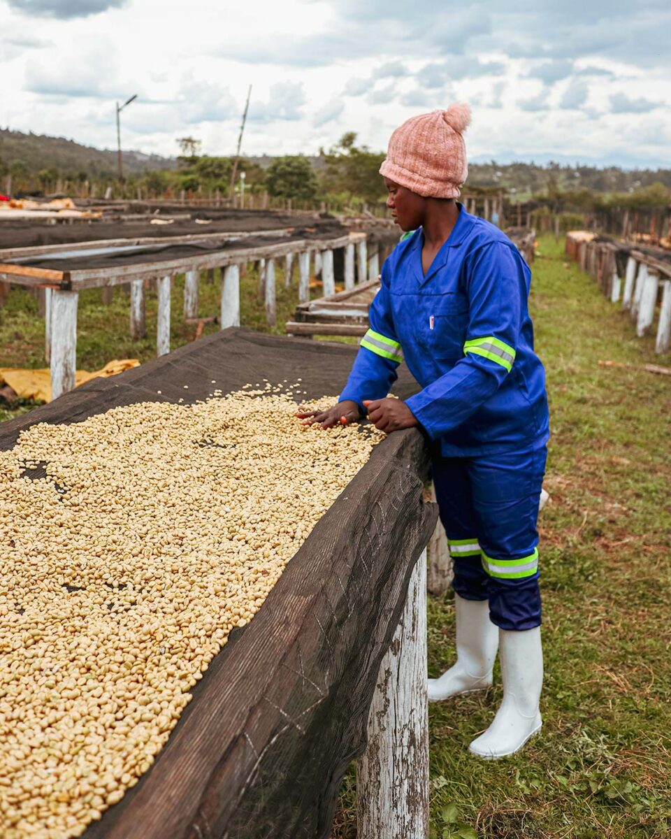 ケニアでスペシャルティコーヒーを生産するSakami Coffeeで生豆を乾燥させる