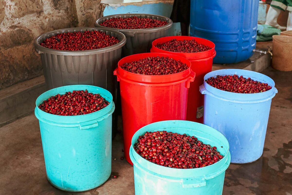 ケニアでスペシャルティコーヒーを生産するSakami Coffeeのコーヒーチェリー