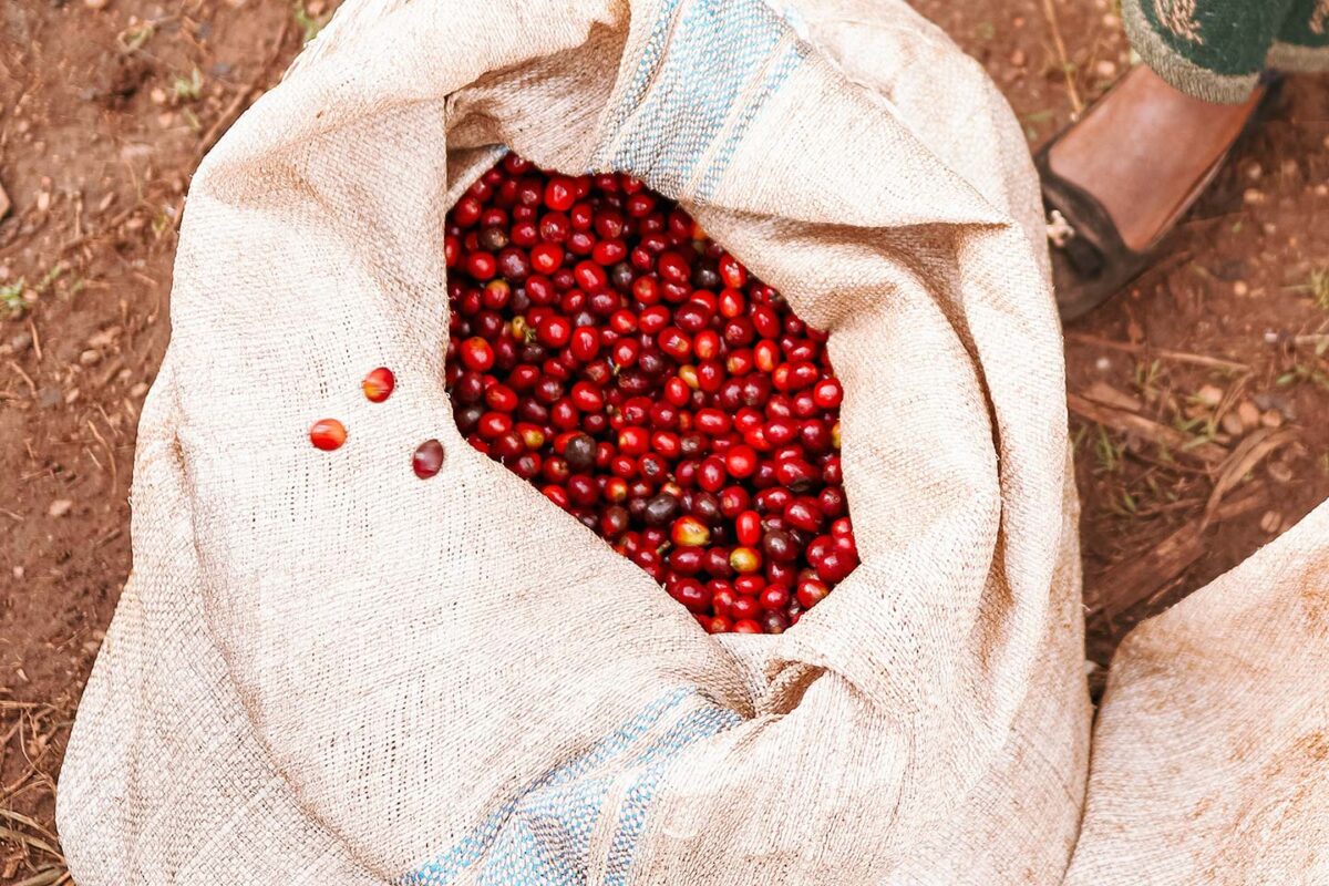 ウガンダでスペシャルティコーヒーを輸出するMountain Harvestにてコーヒーチェリーを収穫