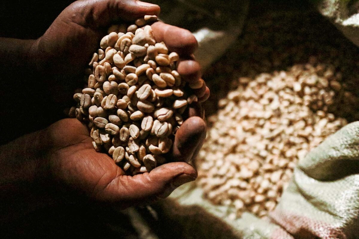 ウガンダでスペシャルティコーヒーを輸出するMountain Harvestの生豆02