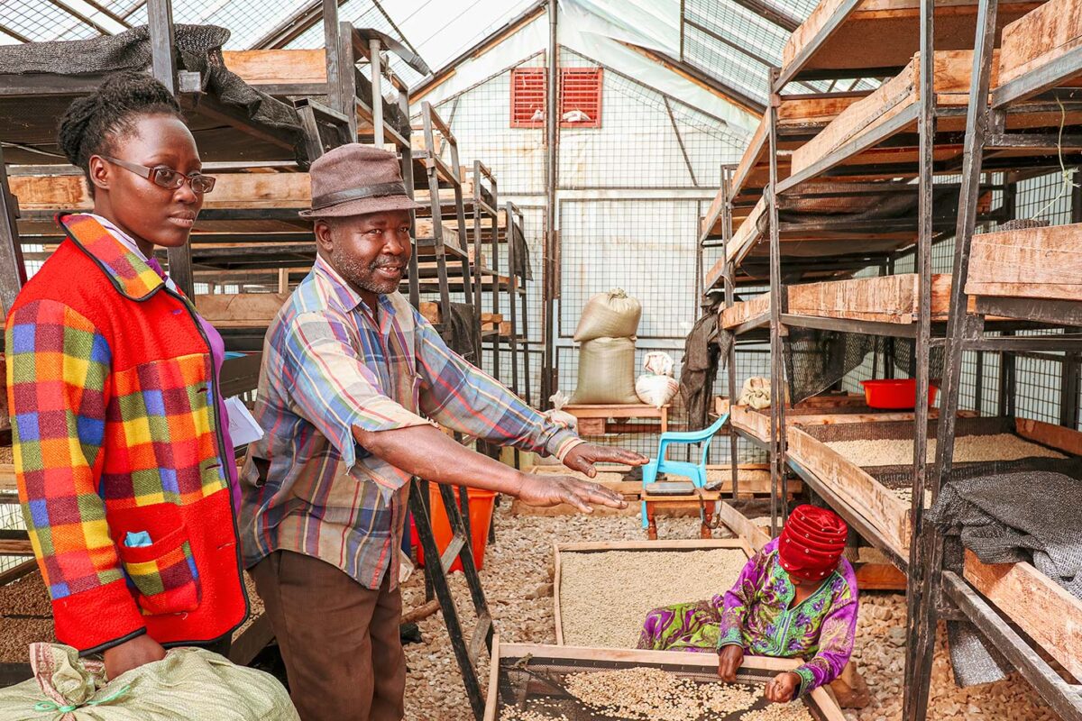 ウガンダでスペシャルティコーヒーを輸出するMountain Harvestの作業風景