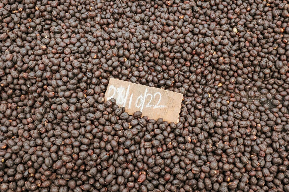 ウガンダでスペシャルティコーヒーを輸出するMountain Harvestの生豆を焙煎